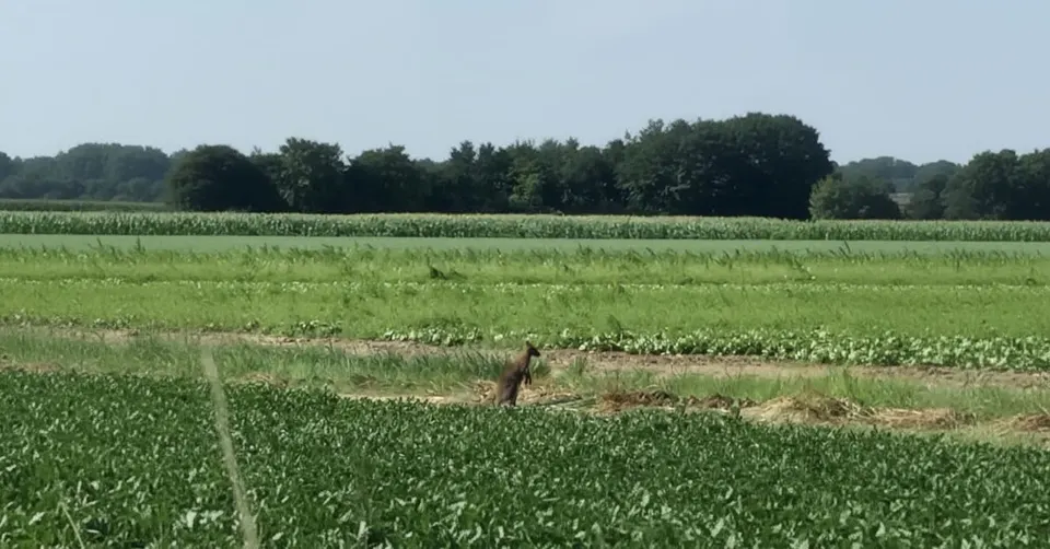 De wallaby loopt door een akker bij Middenmeer