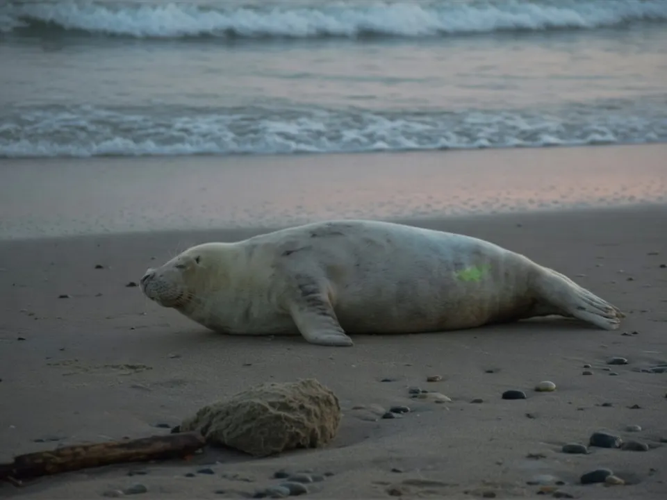 Een zeehond rust op het strand aan de Nederlandse kust.