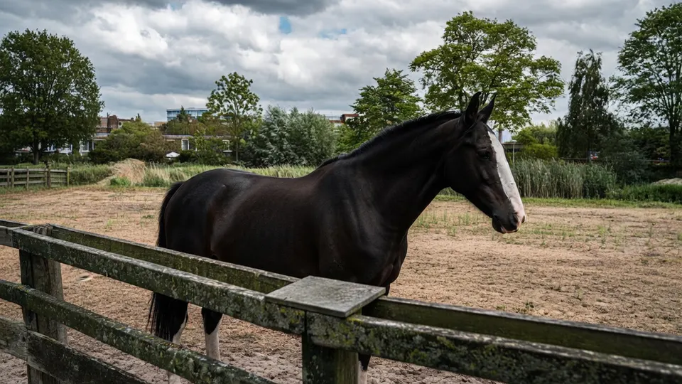 Een sportpaard in een weiland, onderwerp van een onderzoek naar fraude met paardenvlees