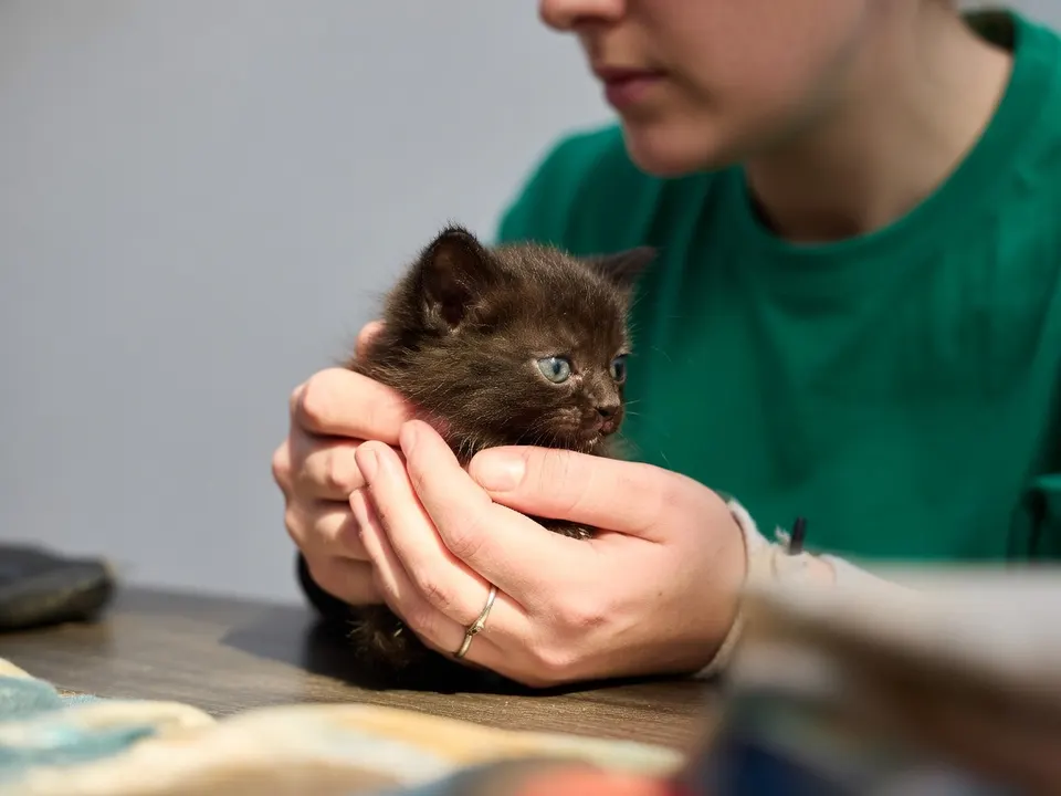 Een kitten wordt vastgehouden tijdens een behandeling bij de dierenarts