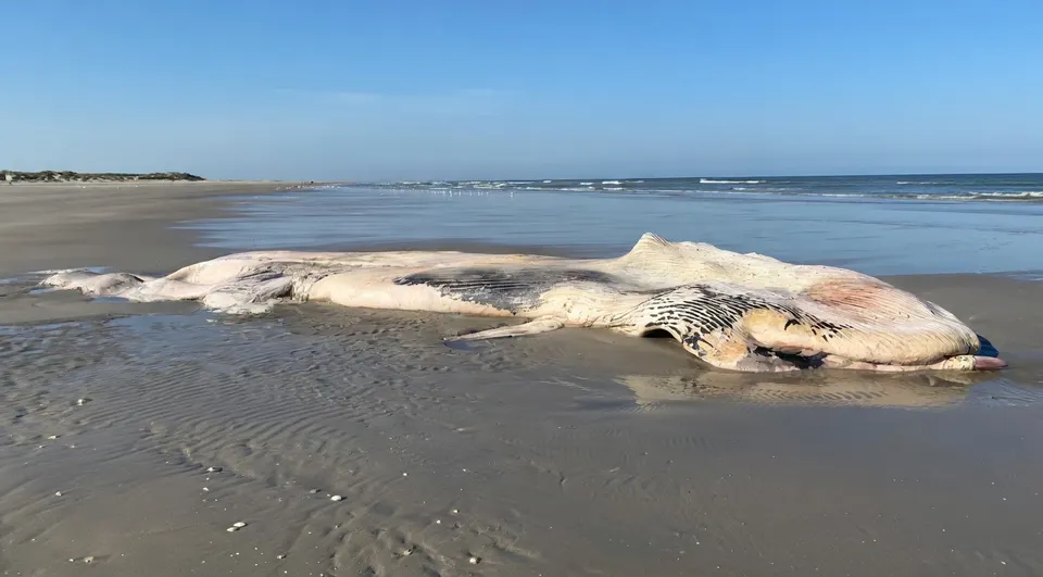 Het sterk ontbonden karkas van een vinvis ligt op het strand van Ameland