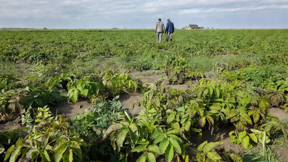 Twee mensen lopen door een aardappelveld dat is aangetast door fytoftora