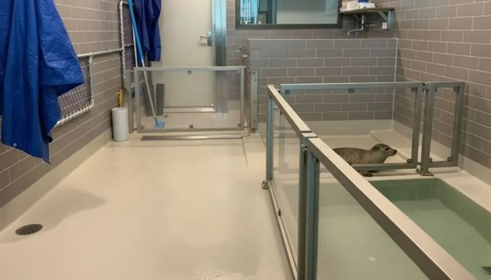 Opvangverblijven voor zeehonden in het Zeehondencentrum in Lauwersoog