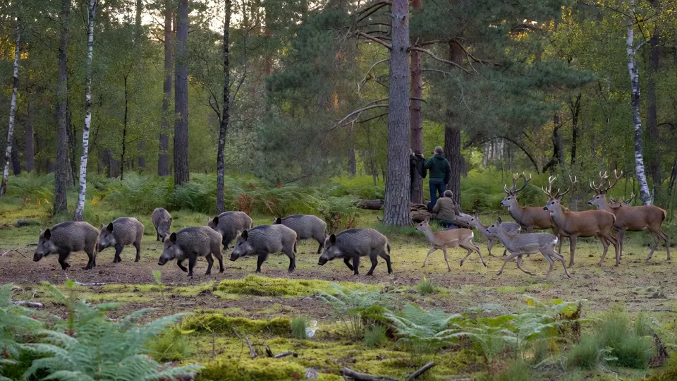 Wilde zwijnen en edelherten trekken door een bos op de Veluwe