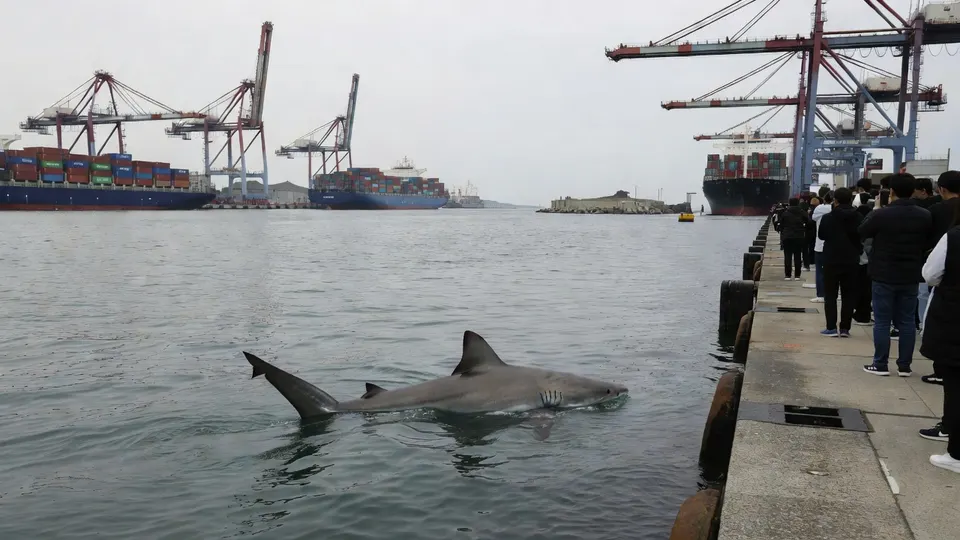 Haai Bukangi zwemt in de haven van Busan, terwijl omstanders vanaf de kade toekijken