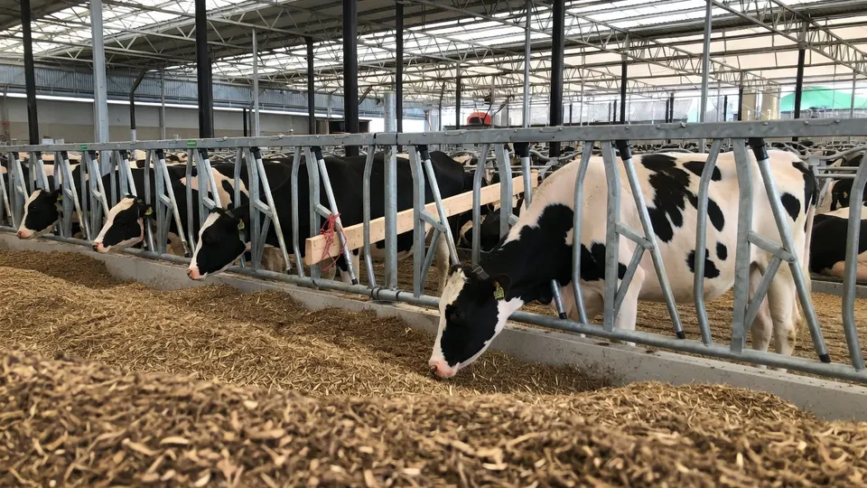 Koeien in een stal in Noord-Brabant, waar voorlopig niet wordt gehandhaafd op regels voor oudere stallen