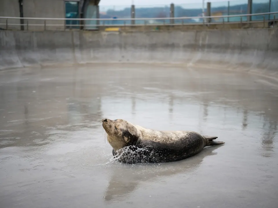 Een zeehond zwemt in het bassin van het Zeehondencentrum Pieterburen