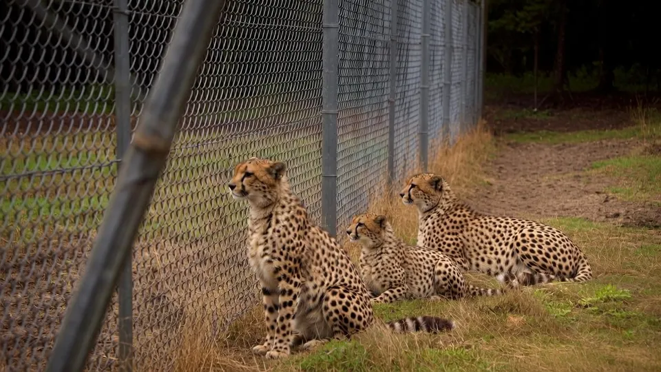 Cheeta's in hun verblijf in Beekse Bergen
