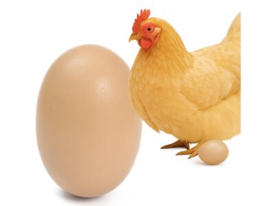 JAJO PODKŁADOWE DLA KUR
