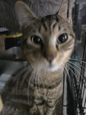 Mr. Jones thumbnail 2