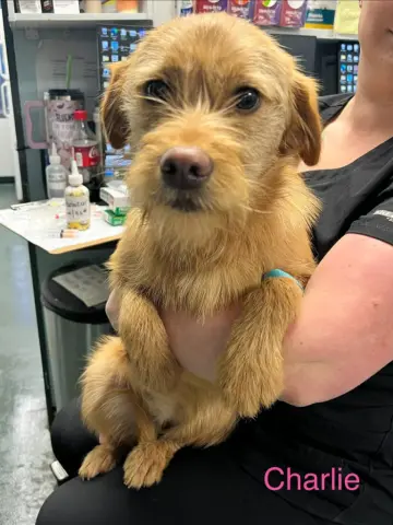 Charlie thumbnail 2
