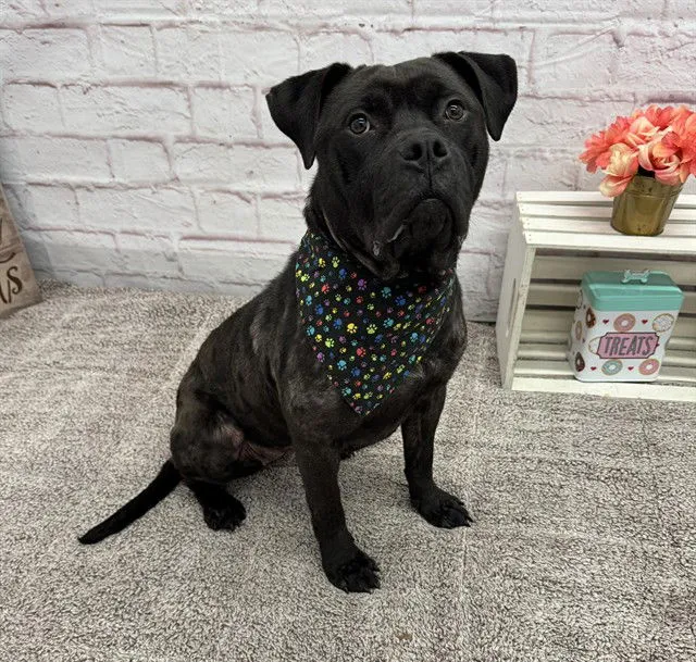 Sweet Lemon - Photo 1