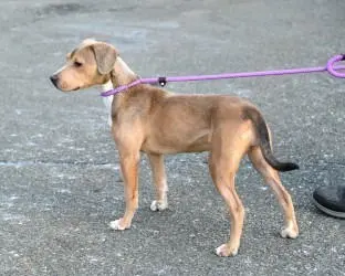 Cake Slice thumbnail 2