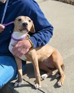 Cake Slice thumbnail 4