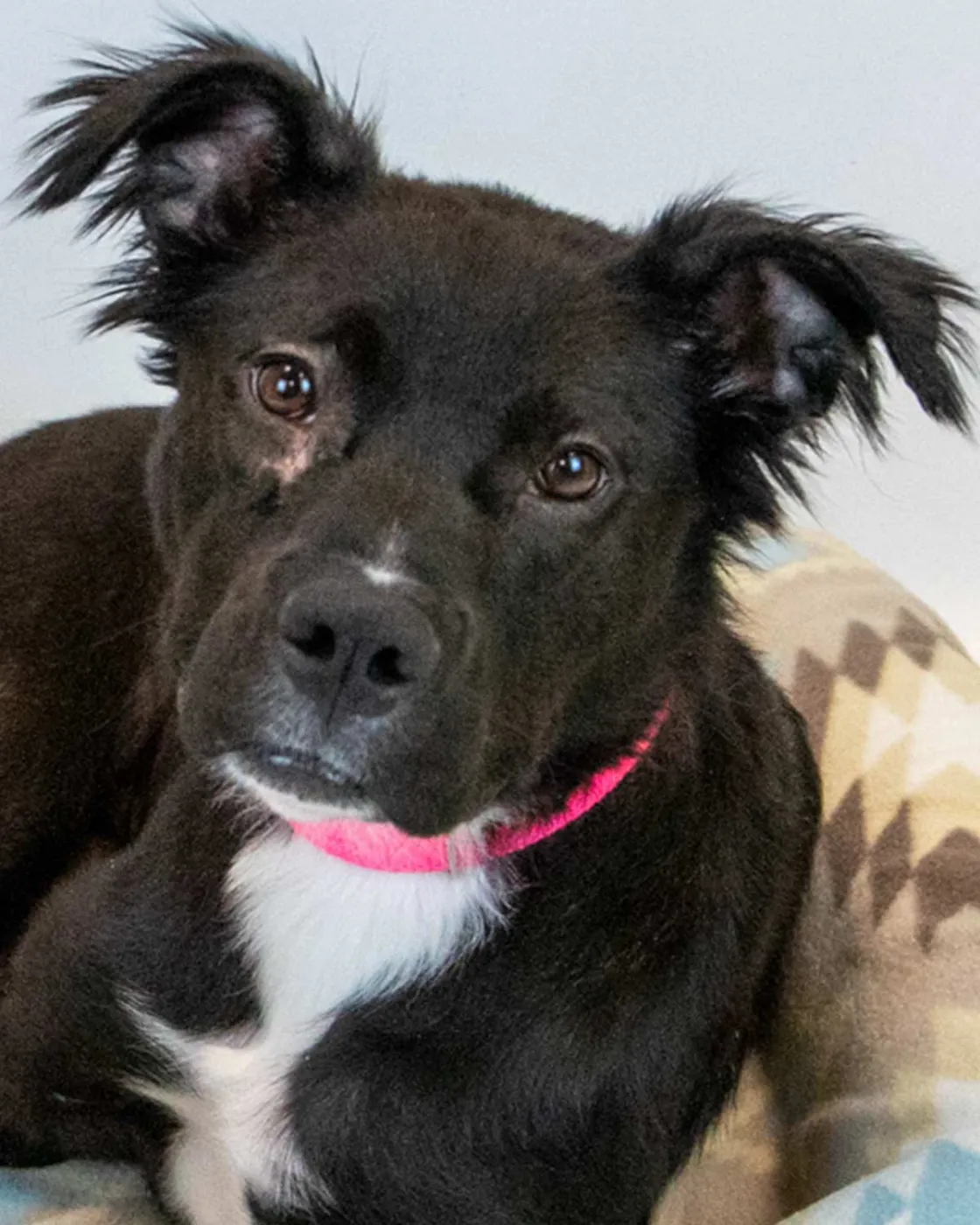 Holly Hobby - Photo 1