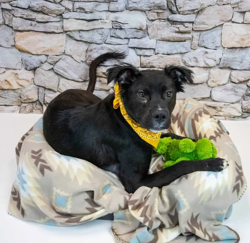 Holly Hobby - Photo 4