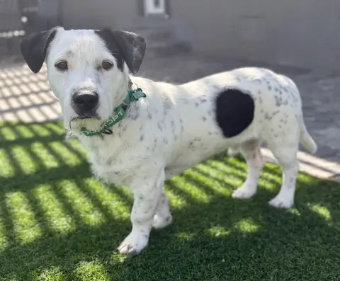 Dump Truck thumbnail 2