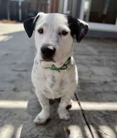 Dump Truck thumbnail 3