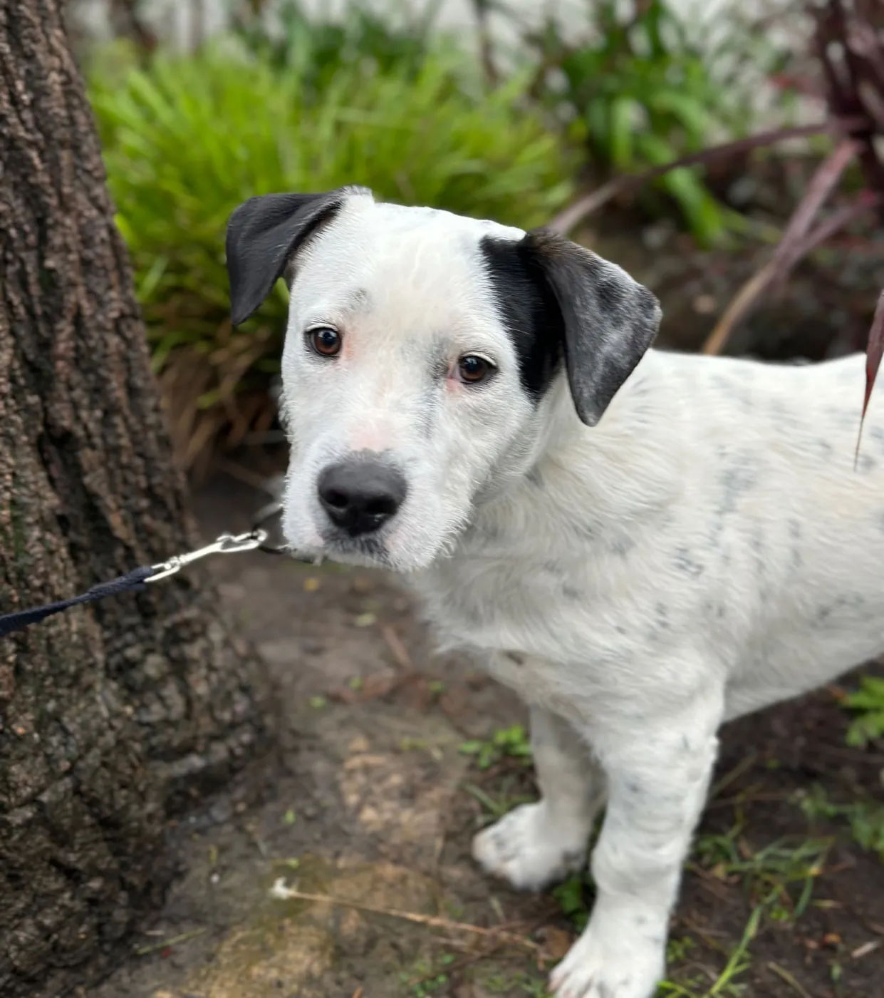 Dump Truck - Photo 4