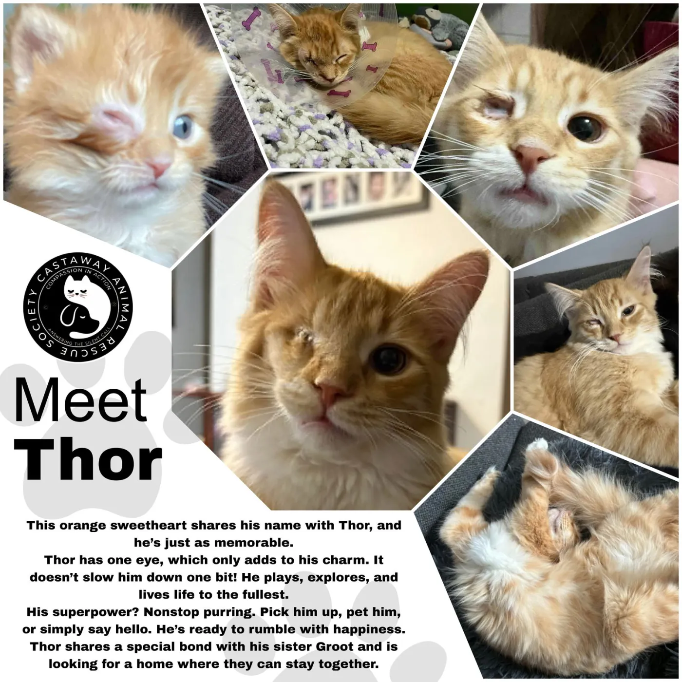 Thor - Photo 3