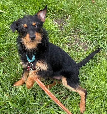 Twist Tie thumbnail 2