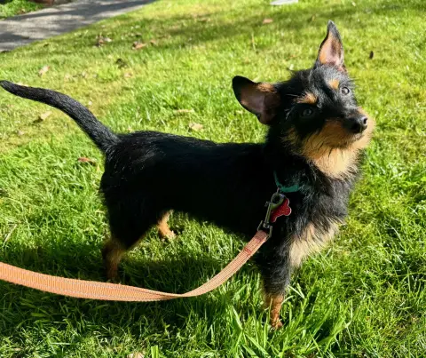 Twist Tie thumbnail 4