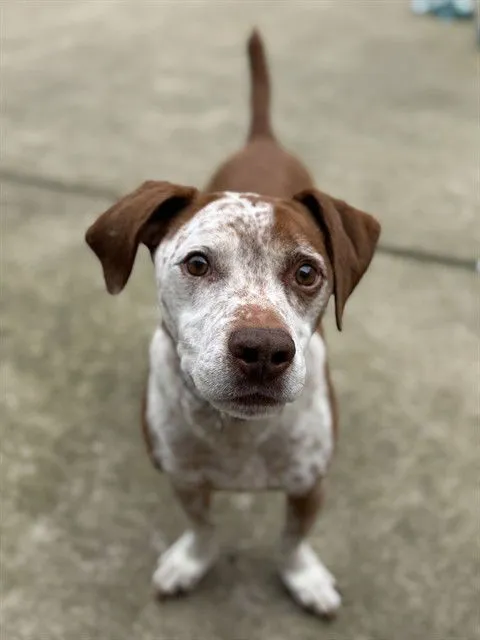 Rock Hudson - Photo 1