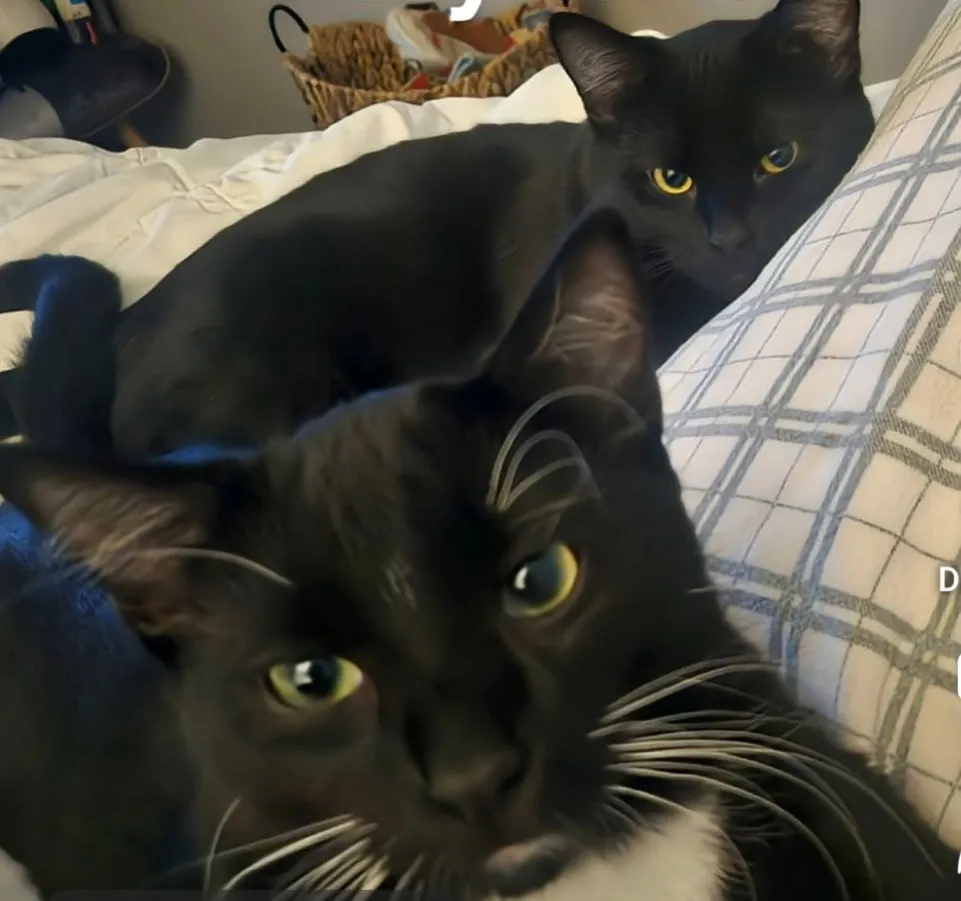 Ace and Ozzy - Photo 1