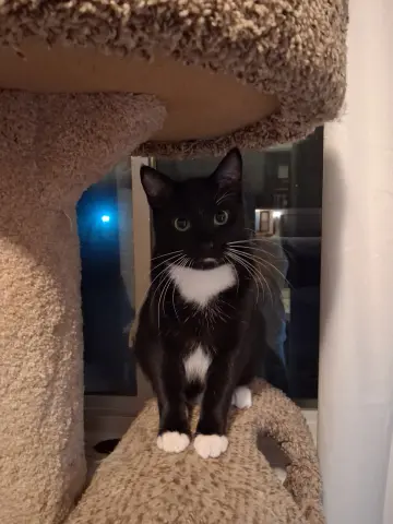 Ace and Ozzy thumbnail 2