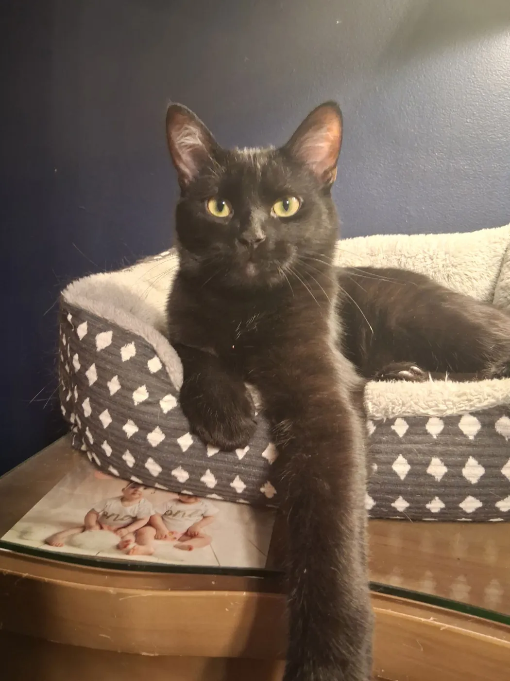 Ace and Ozzy - Photo 3