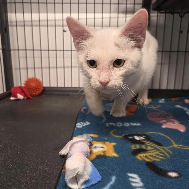 Potato Chip - Photo 1