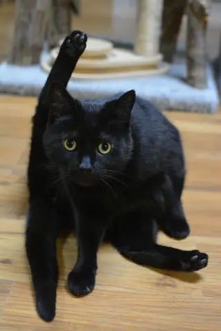 Giroflée thumbnail 3