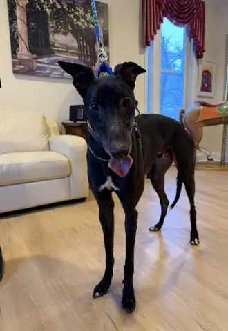 Devil Dog thumbnail 2