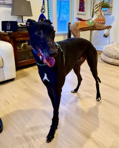 Devil Dog thumbnail 3