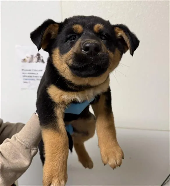 Gale Weathers - Photo 1