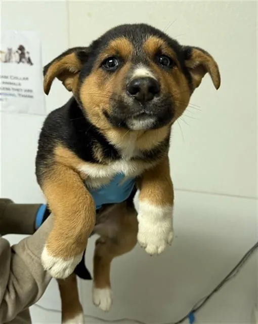 Tatum Riley - Photo 1