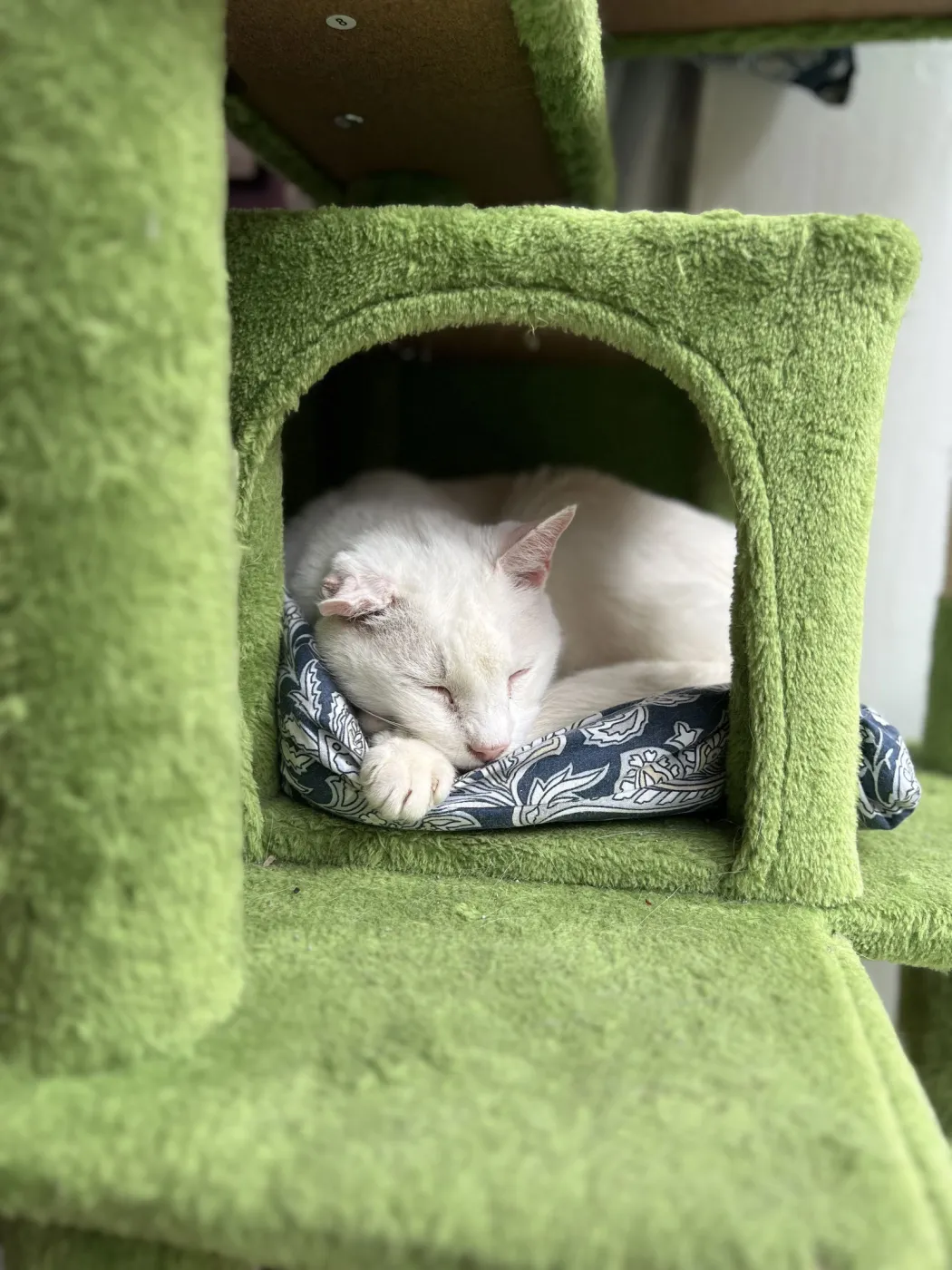 Cream Cheese - Photo 1