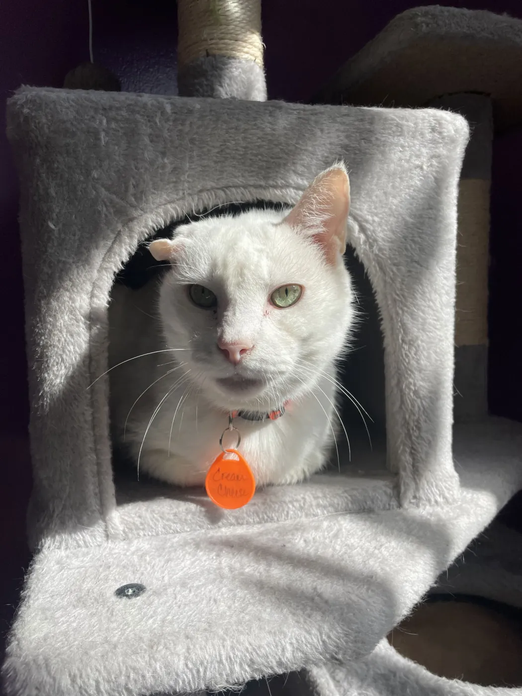 Cream Cheese - Photo 2