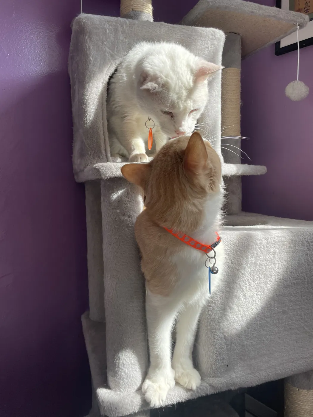 Cream Cheese - Photo 3