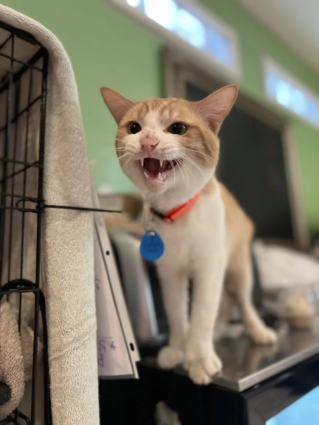 Sesame Seed - Photo 1