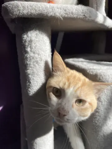 Sesame Seed thumbnail 2