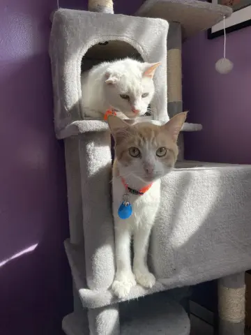 Sesame Seed thumbnail 4