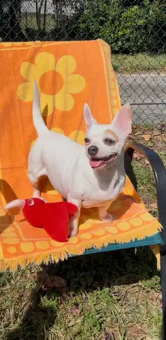 Ivy Rose thumbnail 3