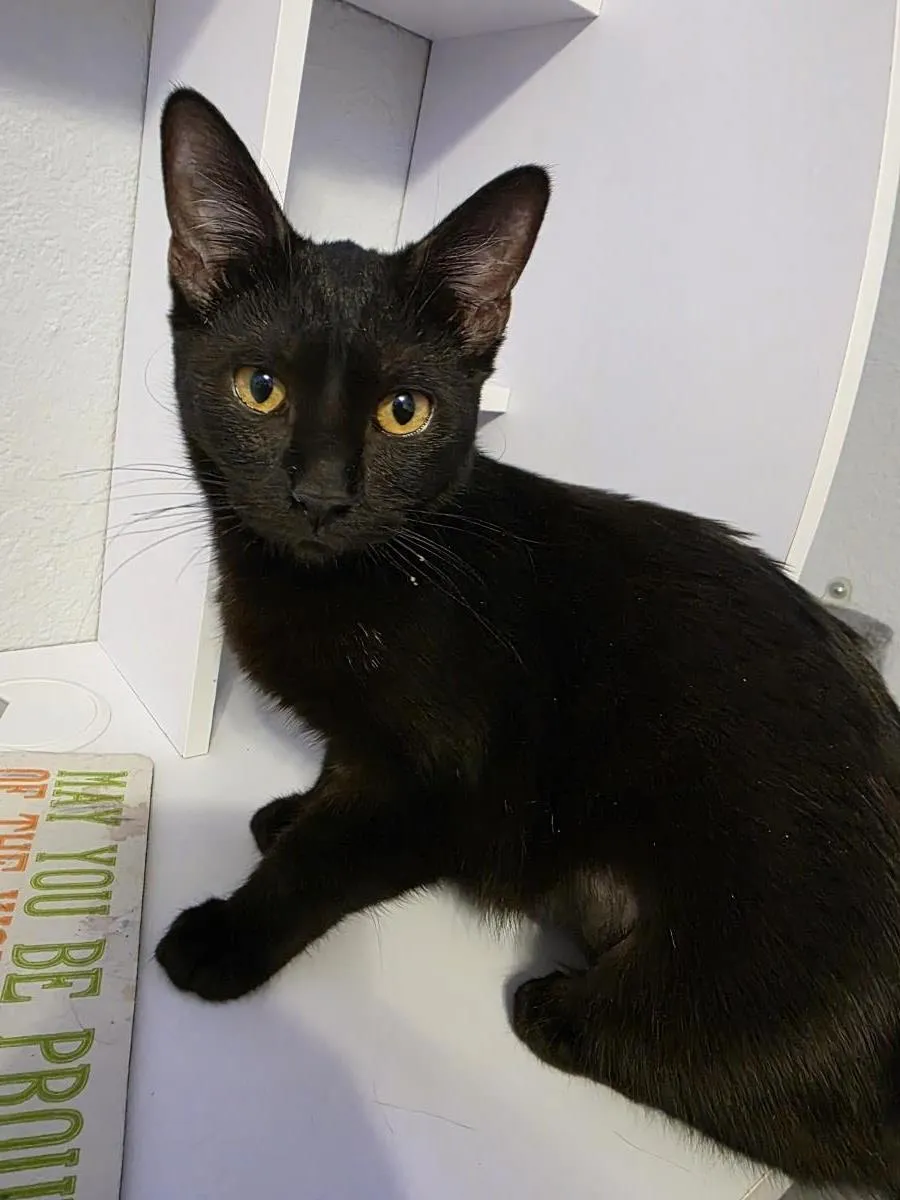 Farrah Pawcett - Photo 1