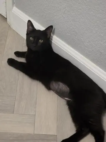 Farrah Pawcett thumbnail 3