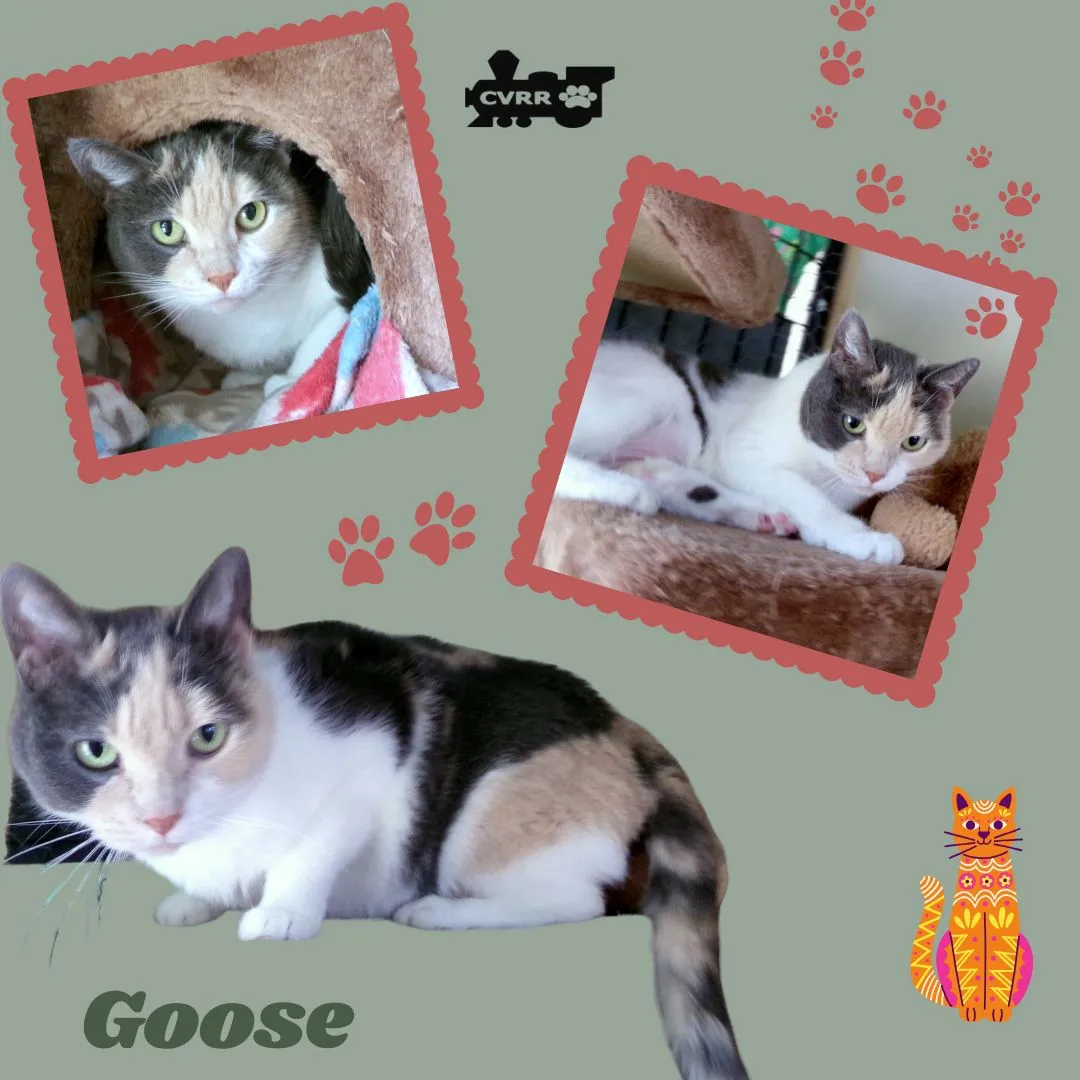 Goose - Photo 1
