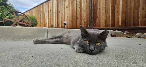 Grisgris thumbnail 3