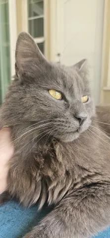 Grisgris thumbnail 4