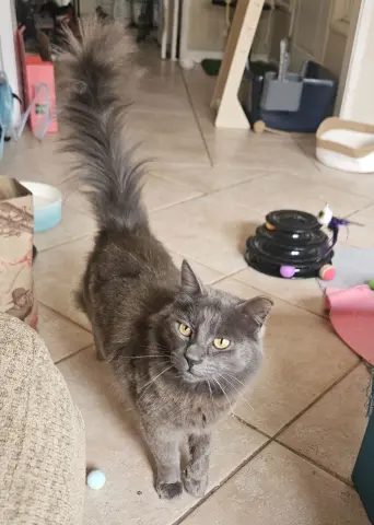 Grisgris thumbnail 5