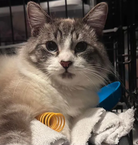 Cappuccino - Photo 1